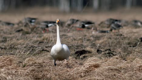 Whooper-swans-during-spring-migration-resting-in-dry-grass-flooded-meadow-puddle