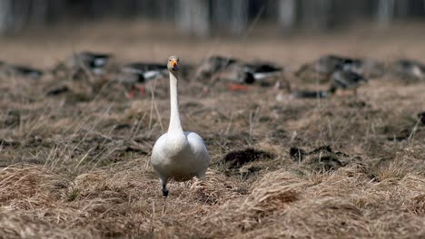 cisnes cantores durante la migración de primavera descansando en un charco de prado inundado de hierba seca