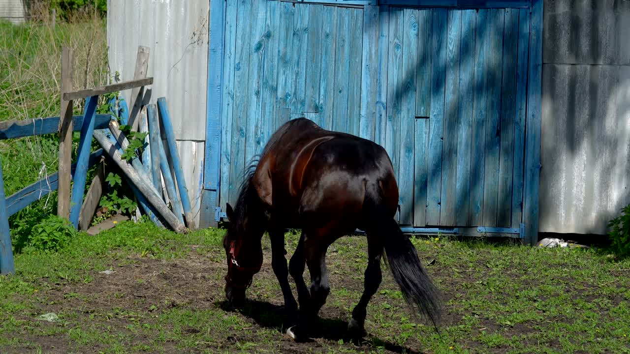 caballo marrón oscuro con una melena negra girando en su lugar, y luego se acuesta y levanta los pies. el caballo está en el paddock al lado de los establos. día de verano soleado en la granja.