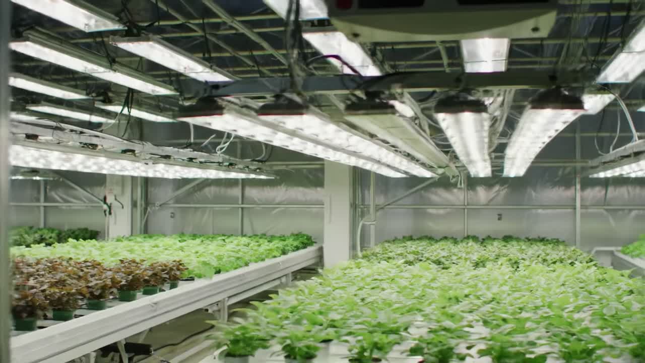 Exploring Innovative Hydroponic Farming Techniques in a Modern Indoor Greenhouse Environment: A Glimpse into Sustainable Agriculture Practices