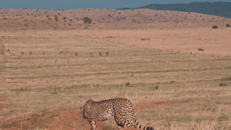 Cheetah-getting-up-and-walking-towards-zebras-in-distance,-savannah