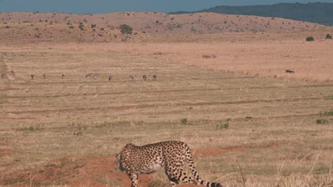 Gepard-Steht-Auf-Und-Geht-Auf-Zebras-In-Der-Ferne-Zu,-Savanne