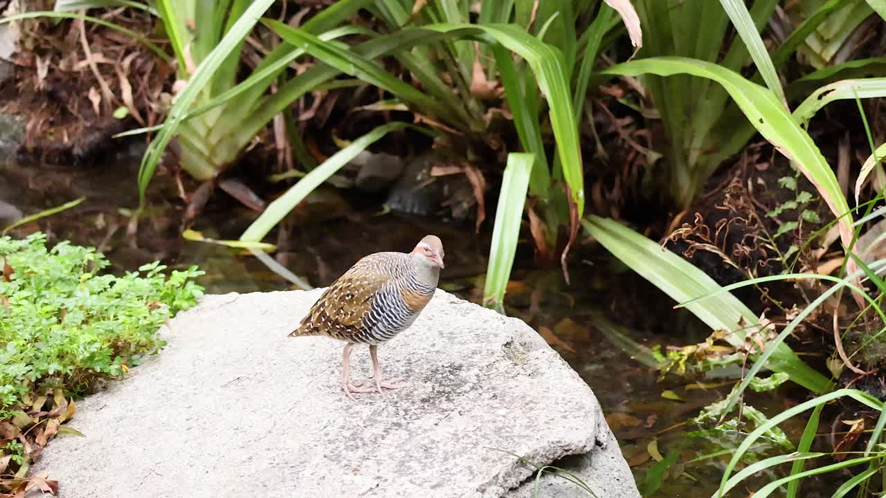 식물 근처의 바위 위에 있는 버프 브레스트 레일