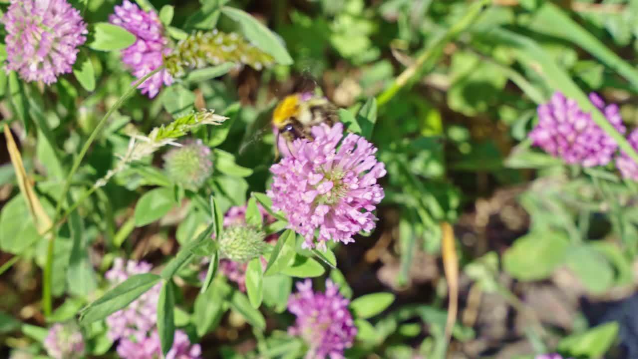 Close-up macro of bumblebee gathering nectar and pollinating purple clover flowers in sunny field, insect, nature, wildlife