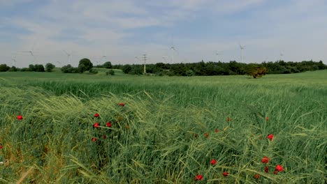 red poppy flowers swing in the wind, edge of crop field.