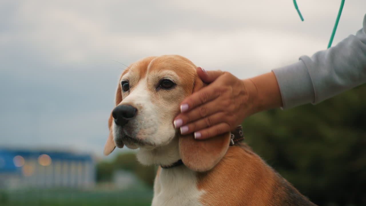 dog behaviourist gently rubbing ears of calm dog outdoors under cloudy sky showing affection trust and bond between human and pet during relaxing moment emphasizing connection love and companionship