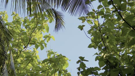 abstract outdoors nature tree leaves canopy low angle view