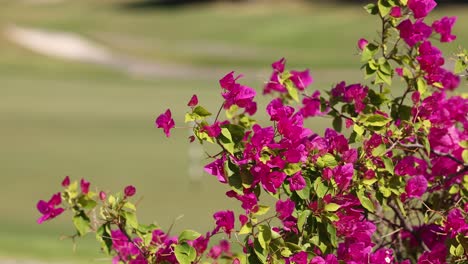 vibrantes flores de buganvilla púrpura que se mueven en la brisa