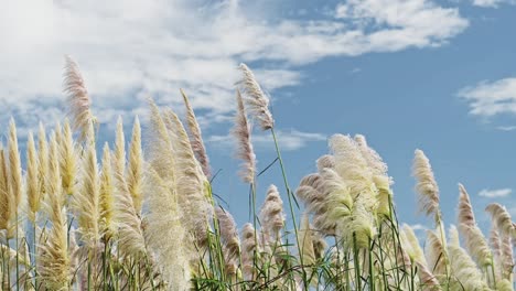 pampas grass plants swaying in the wind, close up background of grasses gently blowing in windy weather, beautiful nature shot with blue sky in sunny sunshine in the day