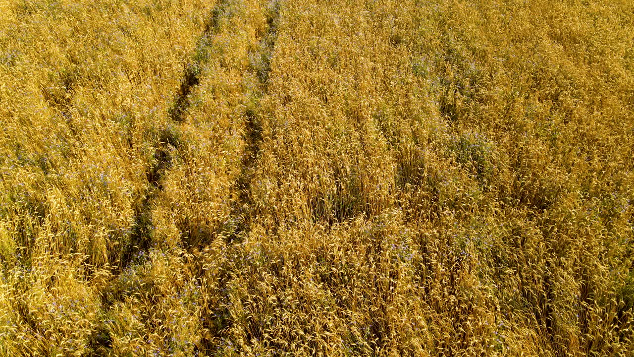 volando sobre el campo de trigo dorado con cultivos maduros durante la temporada de cosecha en czeczewo, polonia