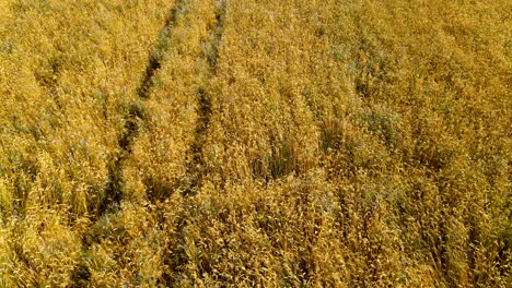 flying over golden wheat field with ripe crops during harvest season in czeczewo, poland