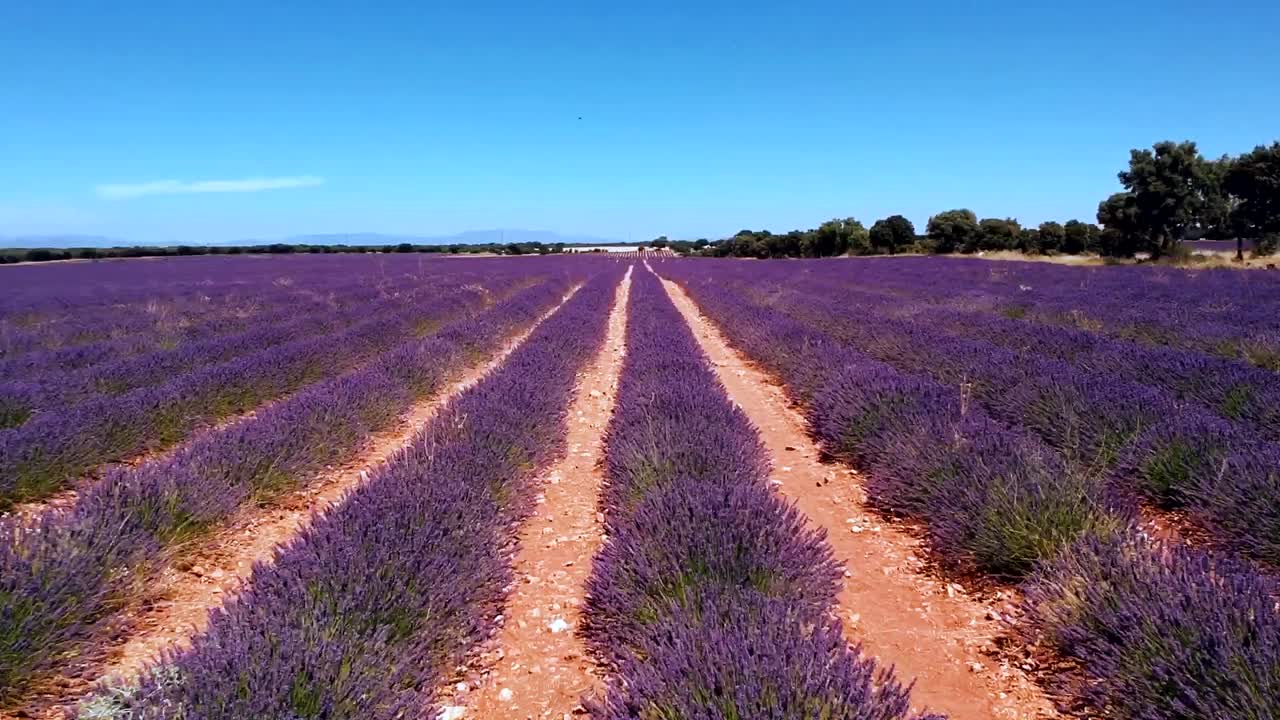 vuelo de drones sobre campos de lavanda en brihuega guadalajara