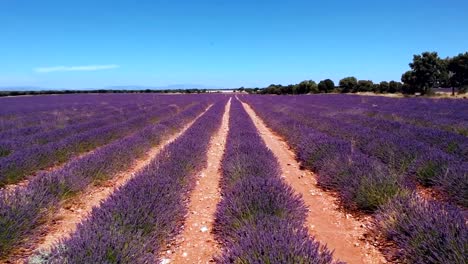 Drone-flight-over-lavender-fields-in-Brihuega-Guadalajara