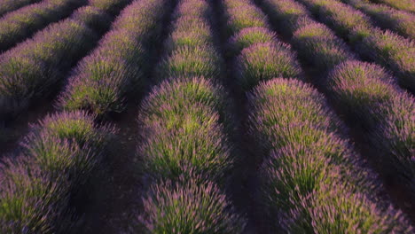 Meseta-De-Valensole-Campo-De-Lavanda-Al-Atardecer,-Cultivo-Agrícola-Vista-Aérea