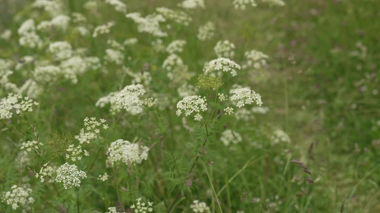 Close-up of delicate white wildflowers blooming in a green field.