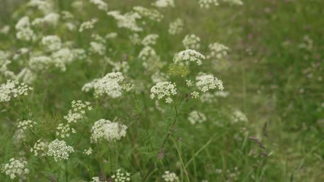 close-up of delicate white wildflowers blooming in a green field.