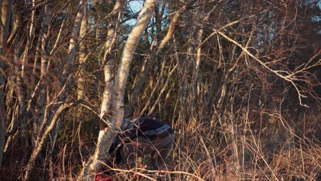 Un-Hombre-Está-Utilizando-Una-Motosierra-Para-Derribar-Un-árbol---Toma-Estática