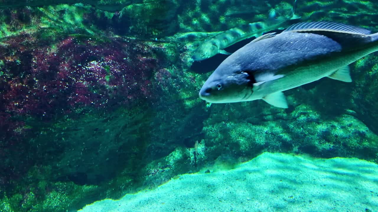 Ein schwachbrüstiger Schattenfisch, Adlermakrele oder Corbinagrasfisch gleitet an Felsen und Korallen vorbei