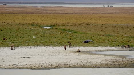 paquete de hienas en la limpieza de pastizales en ngorongoro tanzania áfrica con vehículos de safari detrás, tiro de gran angular