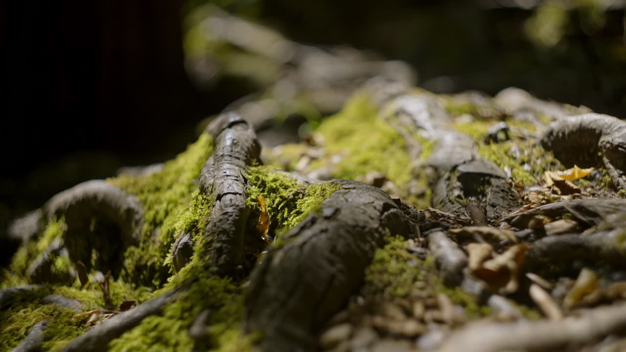 Close-up of Mossy Tree Roots