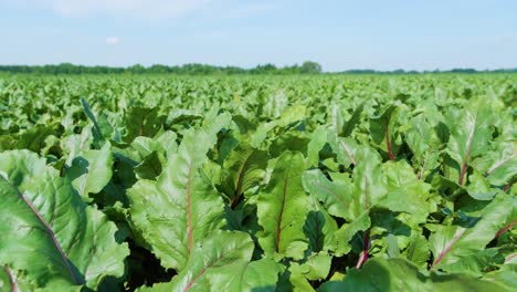 red beetroots, organic beets with leaves on soil background