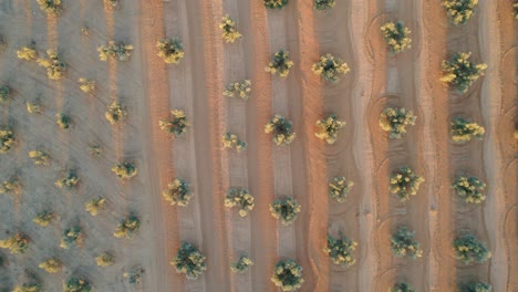 Top-down-drone-aerial-lateral-shot-of-crops-in-a-dry-field-with-trees-in-Malaga,-Spain