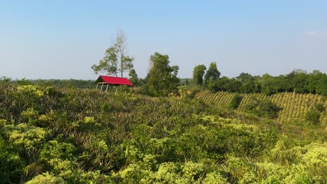 Establecedor-Amplia-Vista-Del-Campo-De-Piña-Con-Una-Pequeña-Cabaña-Roja-A-Distancia,-Pan