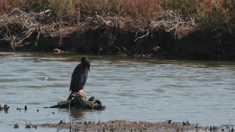 Auf-Einem-Kleinen-Treibholz-Am-Flussufer-Sitzt-Ein-Kleiner-Kormoran-Microcarbo-Niger,-Der-Sein-Gefieder-Putzt-Und-Gleichzeitig-Nach-Fischen-Zum-Fressen-Ausschau-Hält