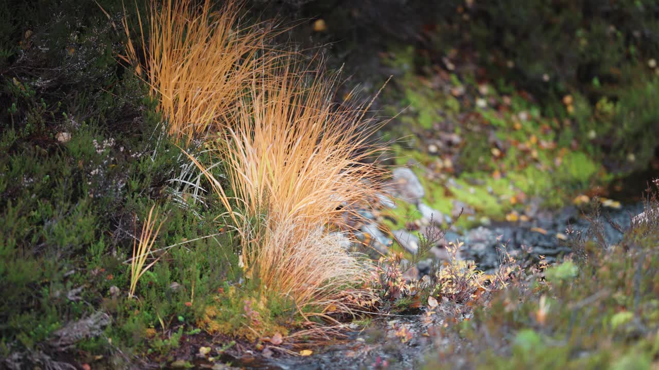 A tiny shallow stream flows surrounded by the vibrant colours of the autumn tundra