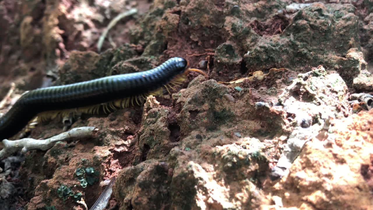 Millipede insect walking on the ground in slowmotion, Brazil