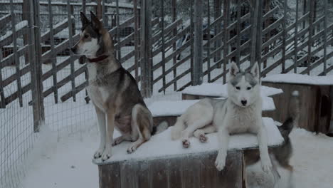 two husky dogs on the kennel in cage