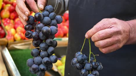 closeup de las manos de un hombre sosteniendo un montón de uvas negras maduras en un mercado