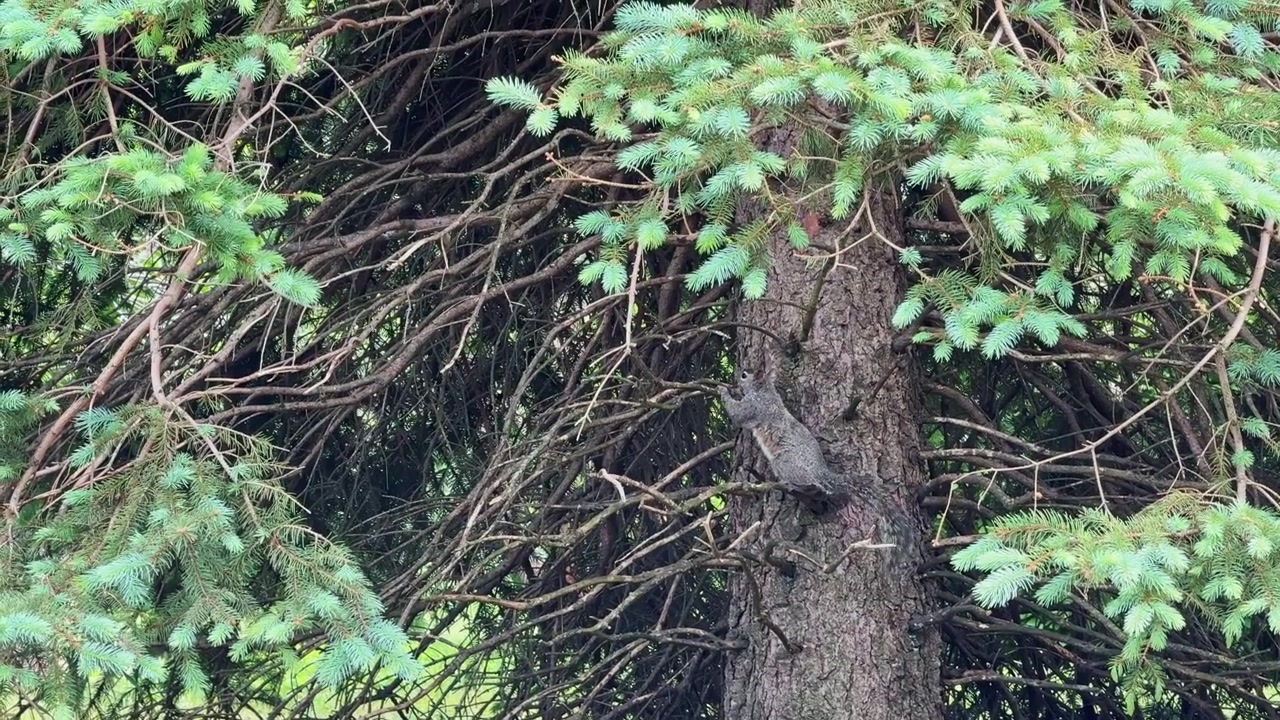 Scoiattolo si arrampica su un albero in un parco in una giornata di sole primaverile mentre cerca cibo tra i rami e le foglie