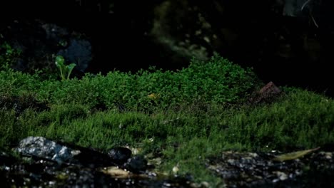 gotas de agua caen al suelo debajo de una cascada y salpican sobre las rocas negras con helechos y plantas tropicales por todas partes