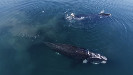 Ballenas-Francas-Australes-Con-Percebes-Flotando-Y-Soplando-Agua-En-El-Mar-Patagónico