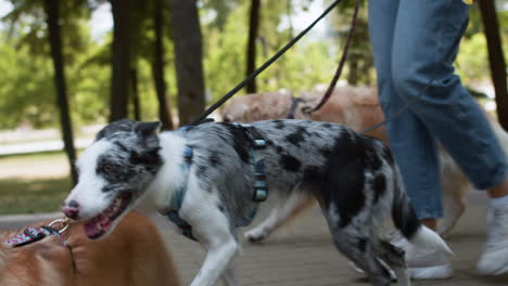 giovane donna con gli animali domestici al parco