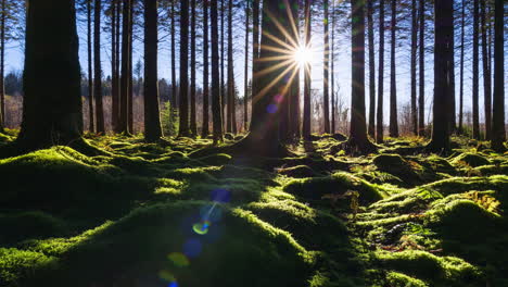 Zeitraffer-Der-Sonne-Am-Niedrigen-Horizont,-Die-Durch-Die-Bäume-Scheint,-In-Den-Nadelwald-Eindringt-Und-An-Einem-Sonnigen-Tag-In-Irland-Schatten-Wirft