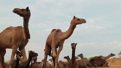 camels in slow motion at the pushkar fair, also called the pushkar camel fair or locally as kartik mela is an annual multi-day livestock fair and cultural held in the town of pushkar rajasthan, india.