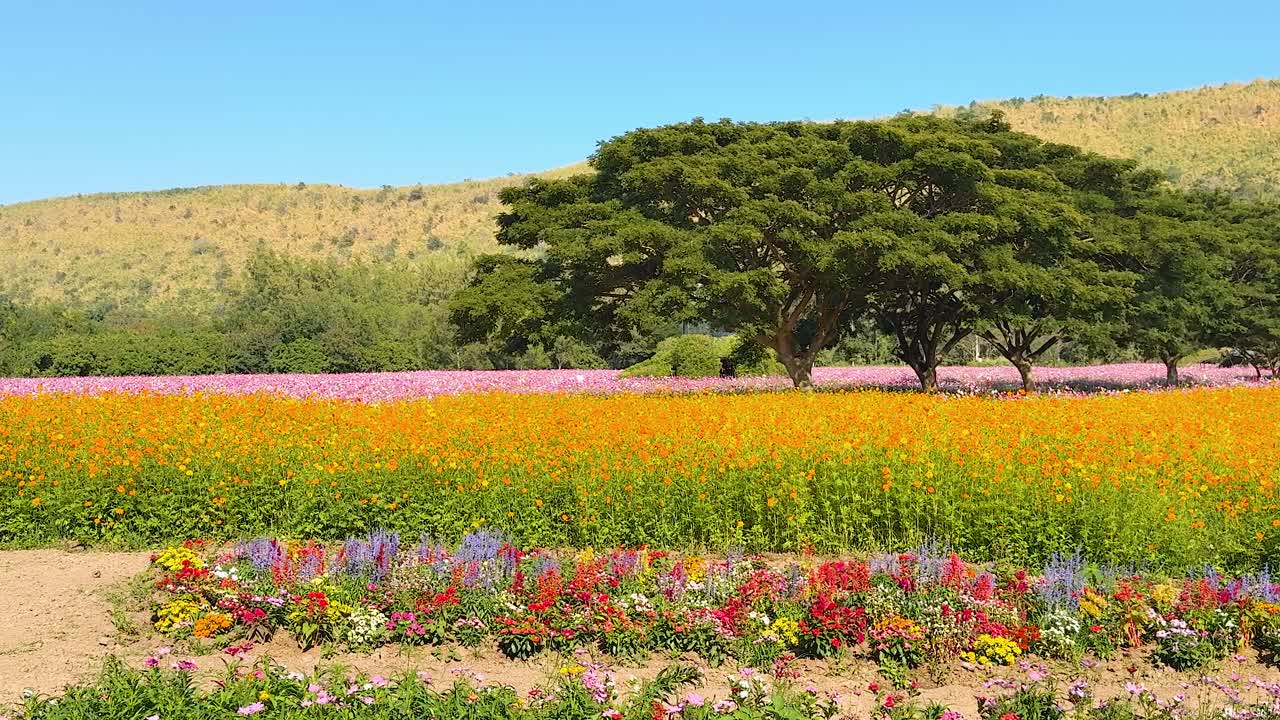 Colorful flowers bloom under a clear blue sky
