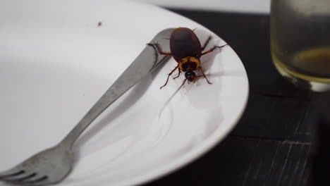 pequeña cucaracha desagradable arrastrándose en un plato. mano