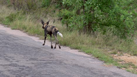 A-rare-African-wild-dog-trots-along-a-paved-road-in-search-of-prey,-Kruger-National-Park,-Lycaon-Pictus