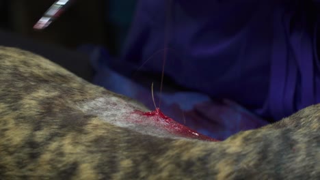 a veterinary surgeon sutures a female dog after sterilization