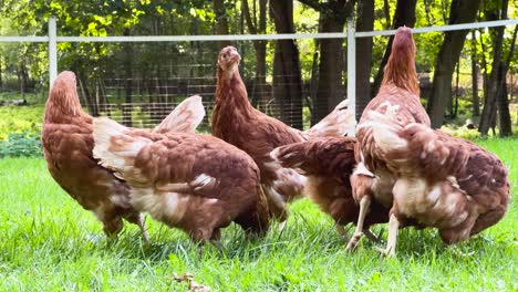 Close-Shot-of-Flock-of-Chickens-Filling-Frame,-Pecking-Seeds-with-Fence-in-Background