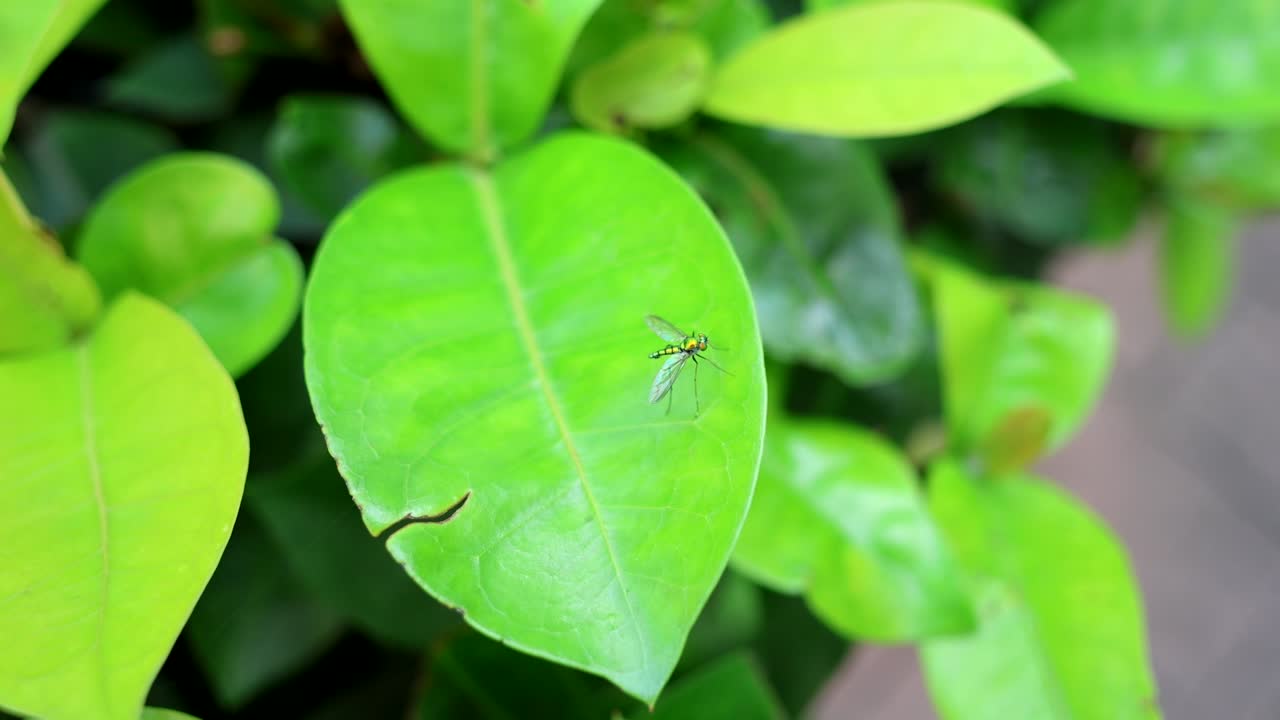 작은 곤충이 초록색 잎을 가로지르고 있습니다.