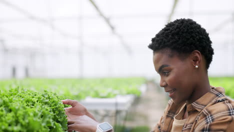 woman, smile and lettuce in greenhouse