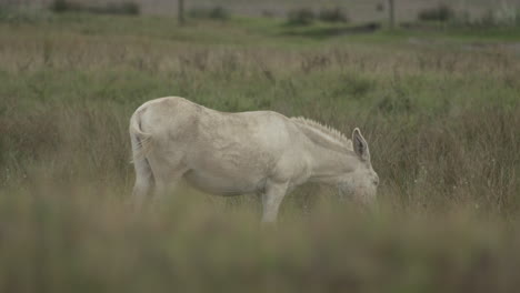 a beautiful white donkey stallion