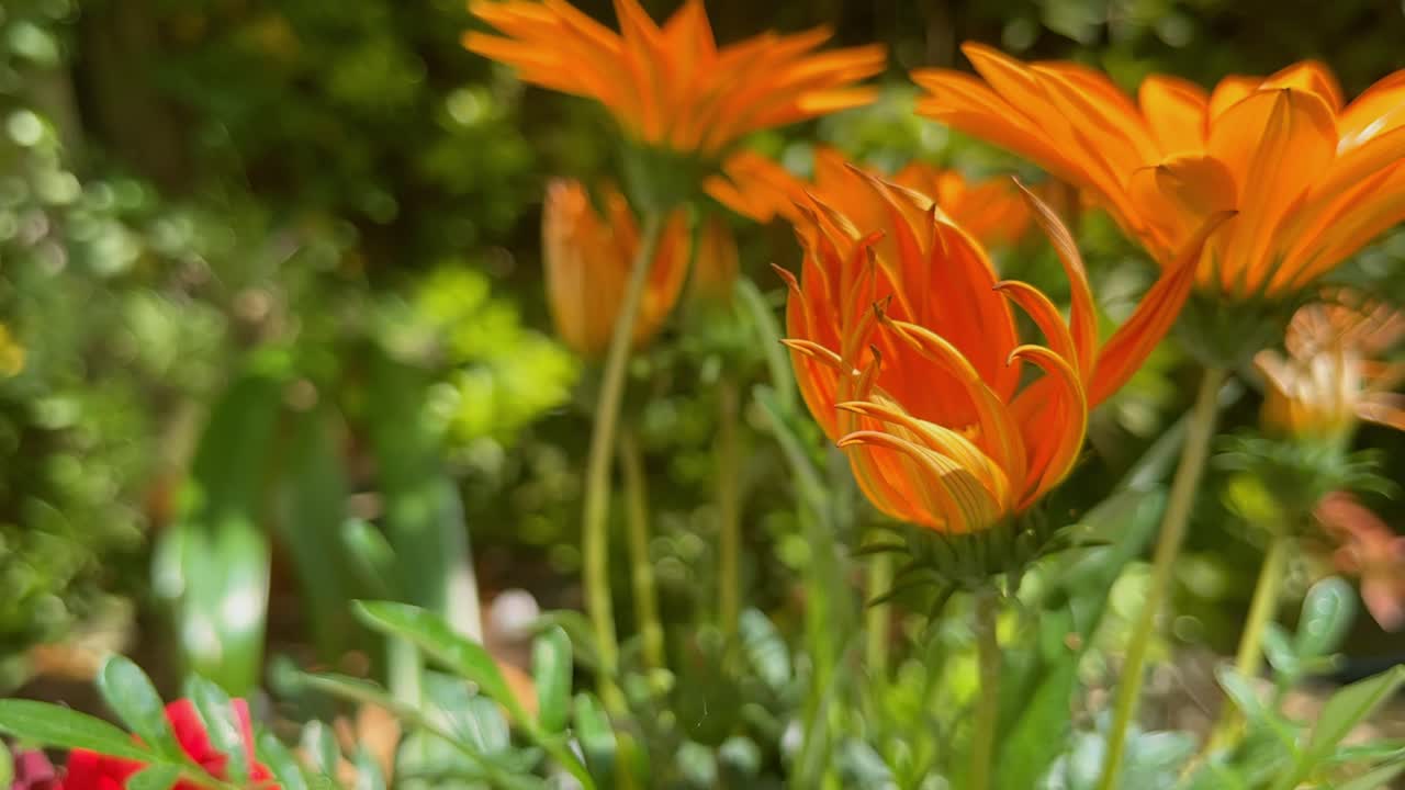 el lapso de tiempo de una flor cerrada al sol en un jardín en alemania