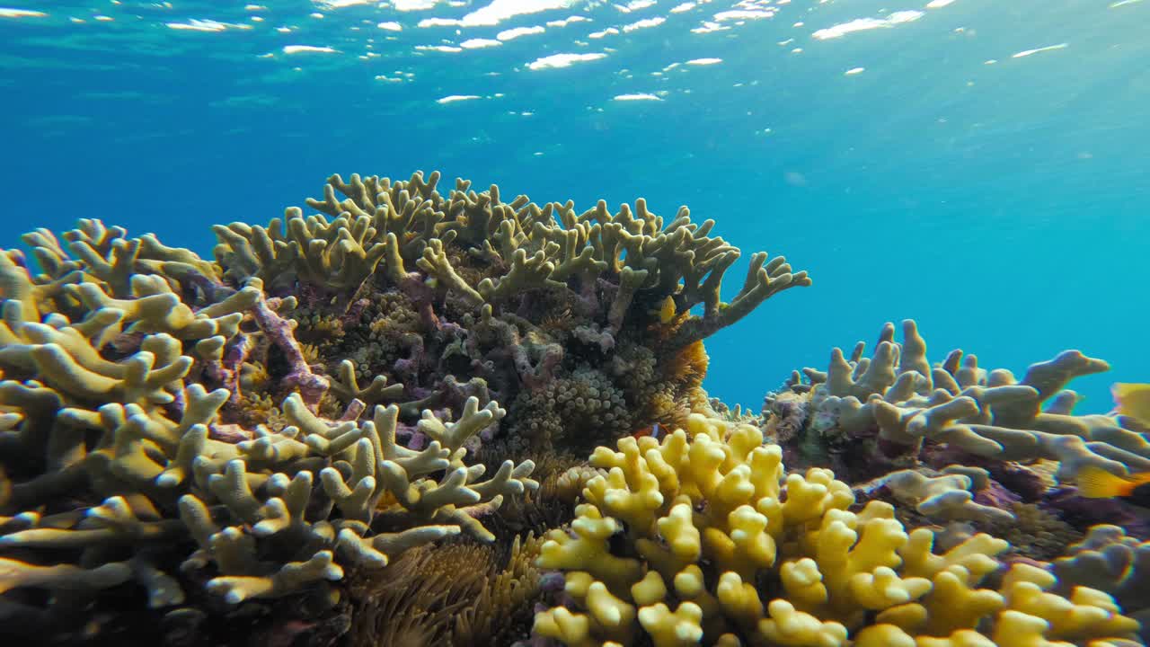 la vibrante escena submarina de los arrecifes de coral