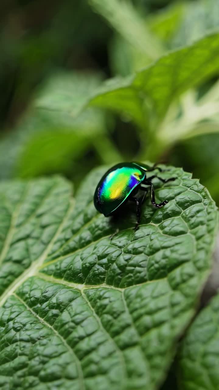 Close-up video shot of a vibrant green beetle on a leaf, captured from a low angle