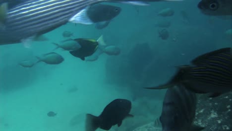 under water stock footage